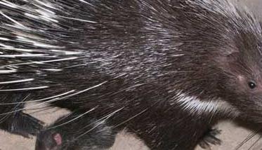 豪猪养殖引种注意事项(豪猪可以人工养殖吗)