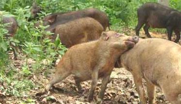 野猪养殖的几种错误养殖方法 野猪的养殖技术方法