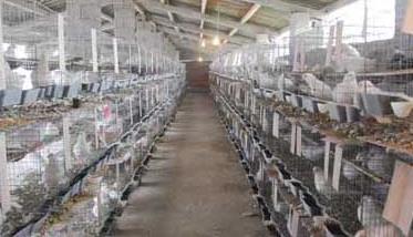 白羽王鸽的养殖管理技术 白羽王鸽养殖技术视频