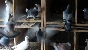 肉鸽如何进行大规模立体笼养（笼养肉鸽养殖技术）