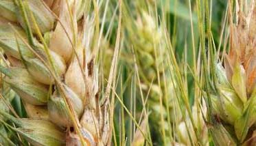 小麦赤霉病的防治的好方法 小麦赤霉病防治的关键技术