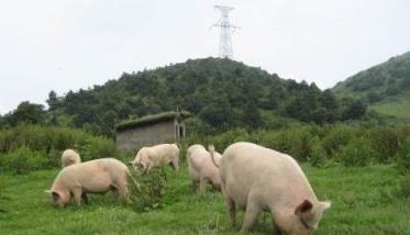 用优质牧草养猪的方法及注意事项 用优质牧草养猪的方法及注意事项有哪些