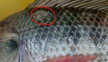 各种鱼的车轮虫病症状 鱼车轮虫图片
