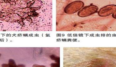 犬疥螨病怎么治疗（犬疥螨病怎么治疗最好）