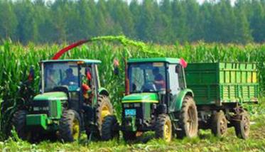 种植青贮玉米如何进行田间管理 种植青贮玉米如何进行田间管理技术