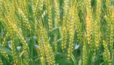 小麦增产的有效技术措施你知多少（小麦怎么增产,有哪些增产的技术知识?）