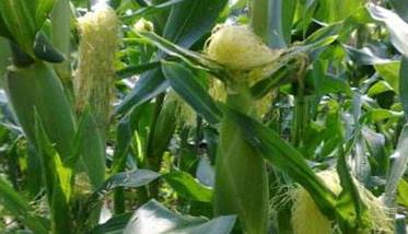 提高甜玉米种植技术必须抓好“四点”