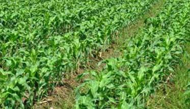 玉米合理密植为什么能提高产量 合理密植能够有效提高玉米产量的原理