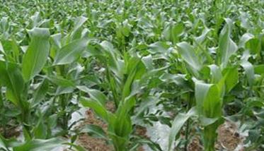 如何增强玉米的抗涝性? 玉米涝害减产的原因及防御措施