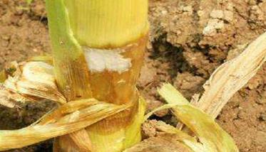 玉米茎腐病防治方法 玉米茎腐病防治方法
