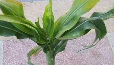 玉米粗缩病的防治方法有哪些 防治玉米粗缩病有哪些方法?