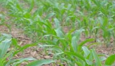 春玉米苗期管理技术要点：四项管理措施必不可