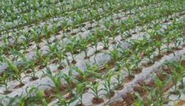 地膜玉米增产的主要原因