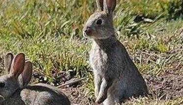 野兔热是一种什么病，如何治疗 野兔热的症状