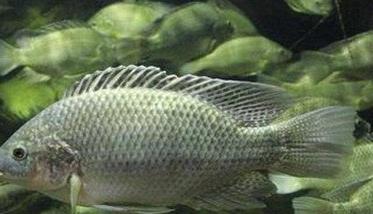 罗非鱼吃什么饲料(罗非鱼吃什么饲料比较好)