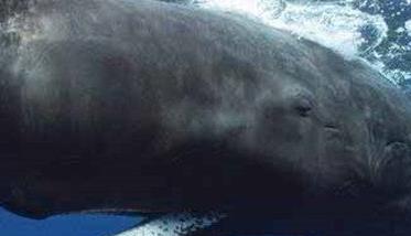 鲸鱼的祖先是什么样子的动物 鲸鱼的祖先是什么动物图片?