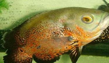 河豚吃什么食物,河豚的种类与分布(河豚吃什么部位最好吃)