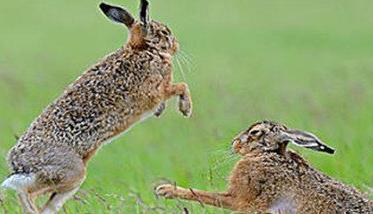 野兔的生活习性和特点（野兔的特点和生活特征）