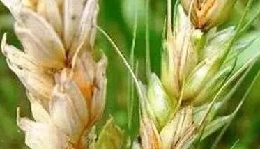 小麦吸浆虫的防治方法 麦田吸浆虫防治