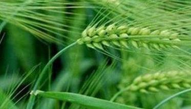 小麦吸浆虫的发生规律