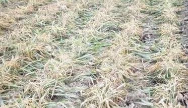 小麦冻害分级标准 小麦冻害分级标准 ppt