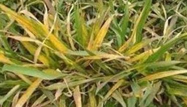 小麦苗期黄叶是什么原因 小麦苗期黄叶是什么原因导致的