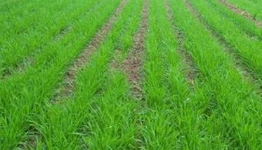 小麦幼苗期是防治麦田杂草的最佳时期
