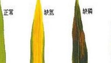 小麦缺素症状的表现 小麦缺素症状的表现图片