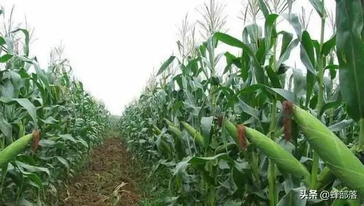 玉米如何高产 滴灌种植玉米如何高产