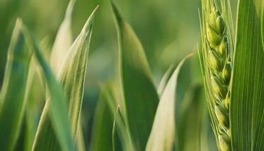 扬花期下雨对小麦授粉的影响