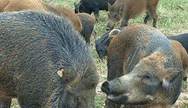 野猪最大能长到多少斤，野猪主要吃什么？