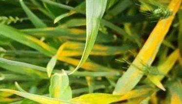 小麦苗期常见病虫害的防治技术要点 小麦苗期常见病虫害的防治技术要点是