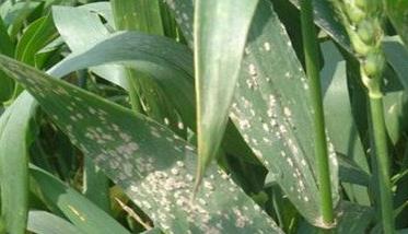 小麦抽穗期要如何预防赤霉病 小麦抽穗期病虫害防治