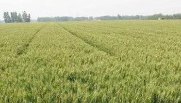 河北平山县：小麦后期管理技术建议 小麦后期的田间管理措施