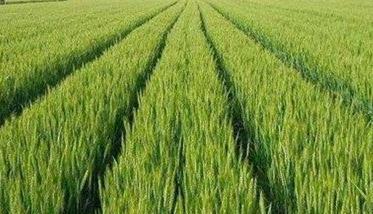 小麦为什么要喷锌肥 小麦什么时候喷锌肥最好