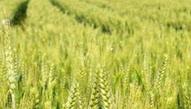 小麦后期管理重点是哪四个方面（小麦后期管理技术要点及小麦高产的几点思考）
