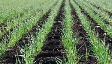 防御小麦田间低温冻害的措施 小麦冻害的补救措施