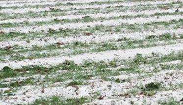 小麦冻害的补救措施 小麦喷什么叶面肥增产最明显
