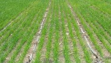 小麦抗旱高产栽培技术要点（小麦高产种植技术要点）