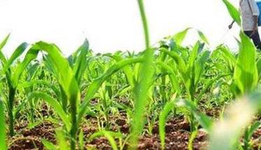 喷施玉米除草剂的注意事项