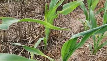 常见玉米除草剂药害原因及补救措施