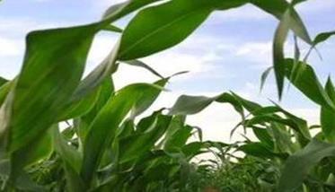 鲜食玉米地膜覆盖栽培技术有哪些 鲜食玉米地膜覆盖栽培技术有哪些要点