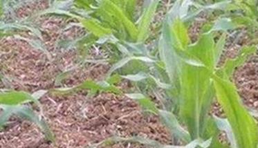 玉米高产田应具备怎样的土壤条件 玉米高产田应具备怎样的土壤条件呢