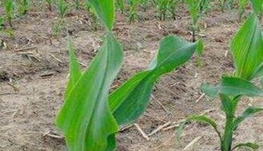 缺少微量元素对玉米生育有何影响 玉米缺少维生素