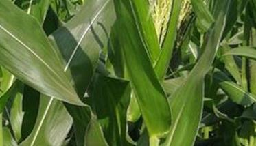 玉米孕穗期的管理方法 玉米的穗期田间管理措施