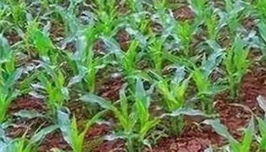 玉米幼苗期管理技术要点