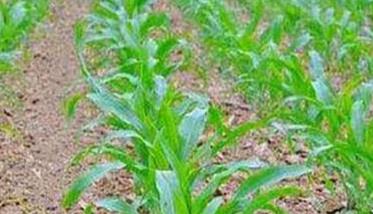 玉米需肥特点与施肥技术要点（玉米种植高产施肥技术要点）