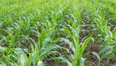 玉米干物质的来源，玉米高产技术的运筹原则
