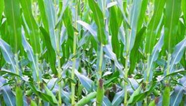 玉米穗期管理技术要点和病虫草害防治方法