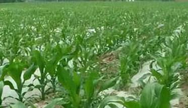 紫玉米、糯玉米地膜育苗栽培技术 紫糯玉米种子多少钱一斤